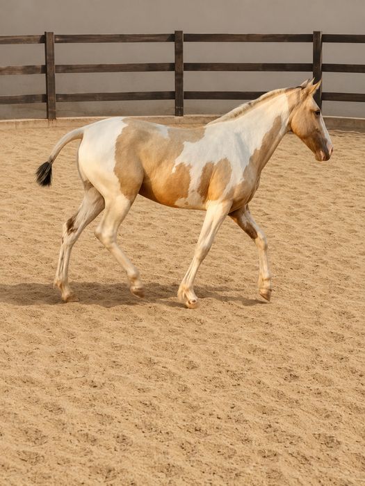 Poldra malhada de Palomino