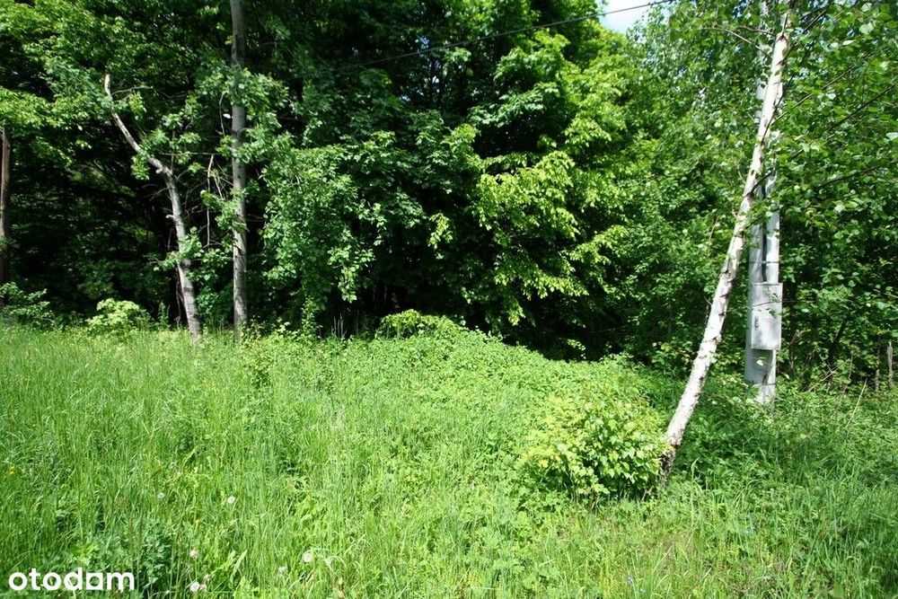 Działka budowlana + leśna - Widok 2
