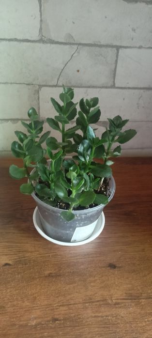 Отдам каланхоэ оранжевое