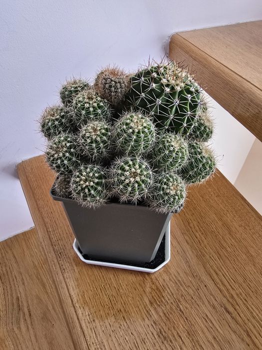 Кактуси композиція