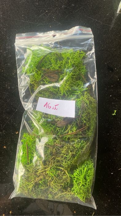 Mech chrobotek do terrarium