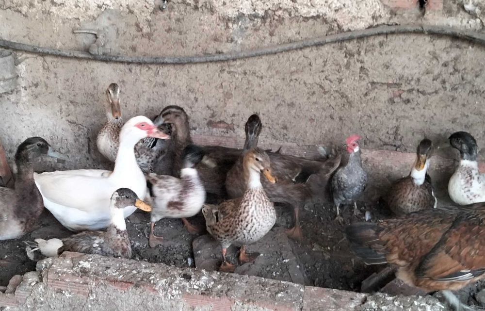 Patos de várias raças