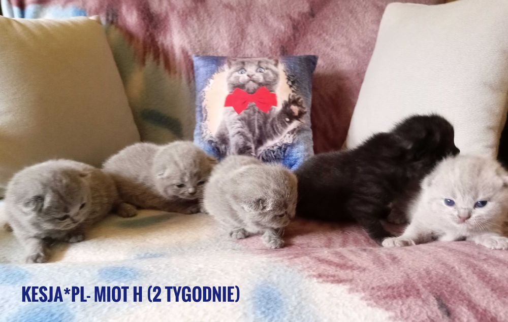 Kotka brytyjska niebieska rodowód FPL