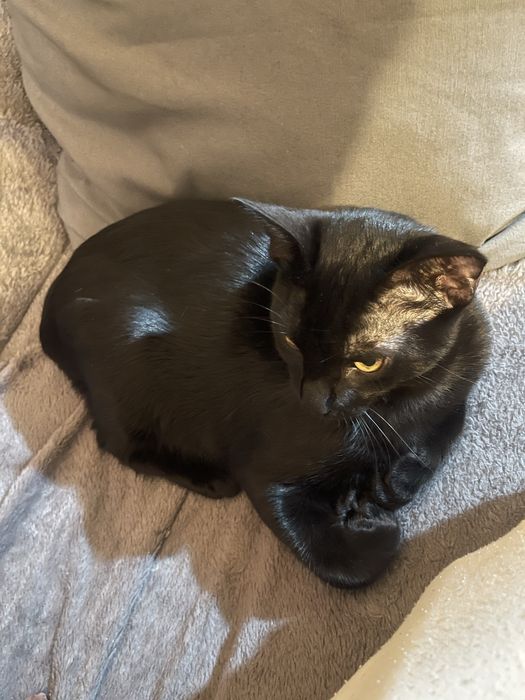 Gatos para adoção urgente!