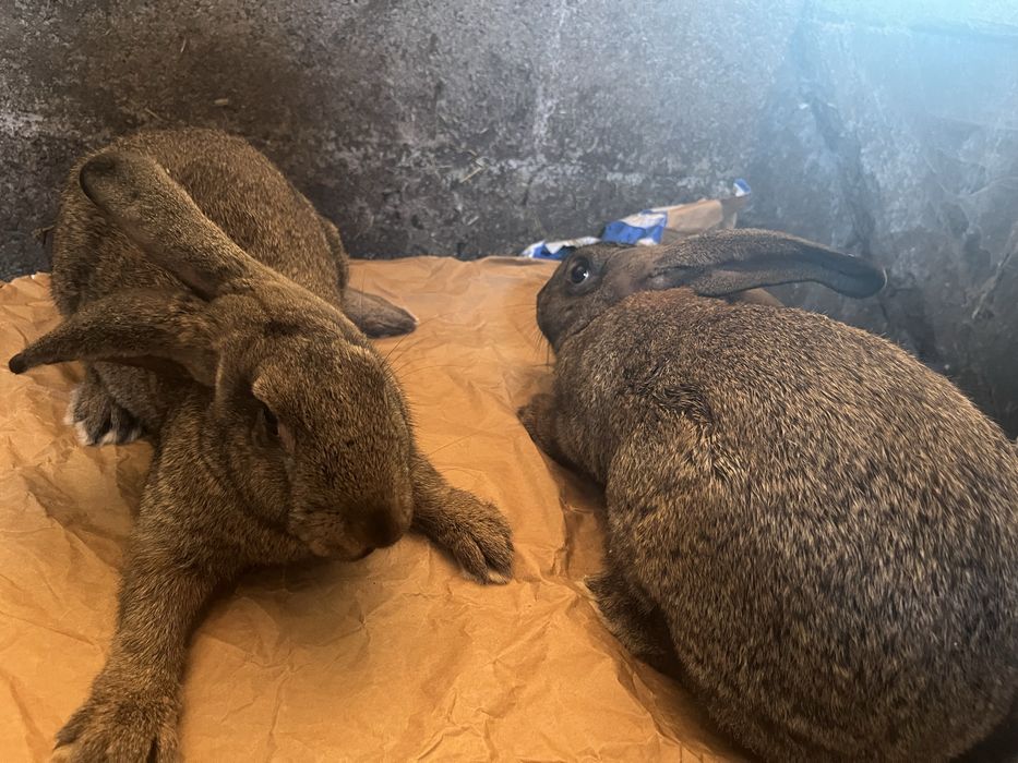 Vendo coelhos raça grande