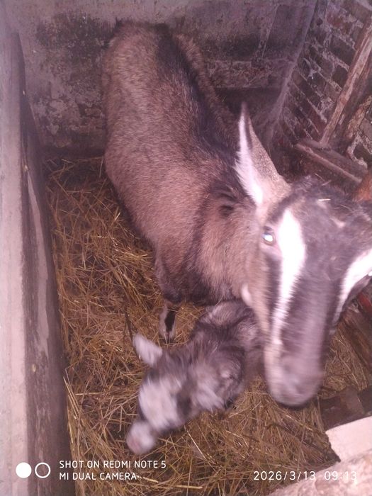 Вязка коз. Козлик 3.5 года "Борька".