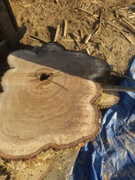 Plastry  debowe  Jesionowe