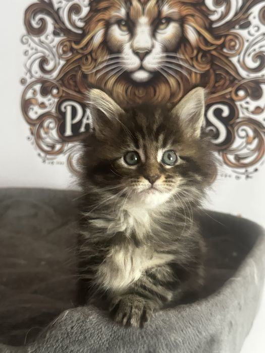 Хлопчик Мейн кун