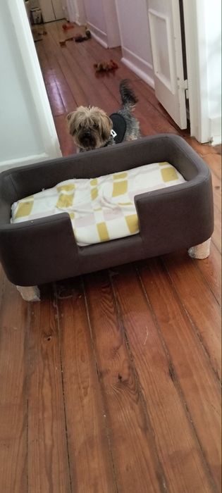 Cama seminova para cão
