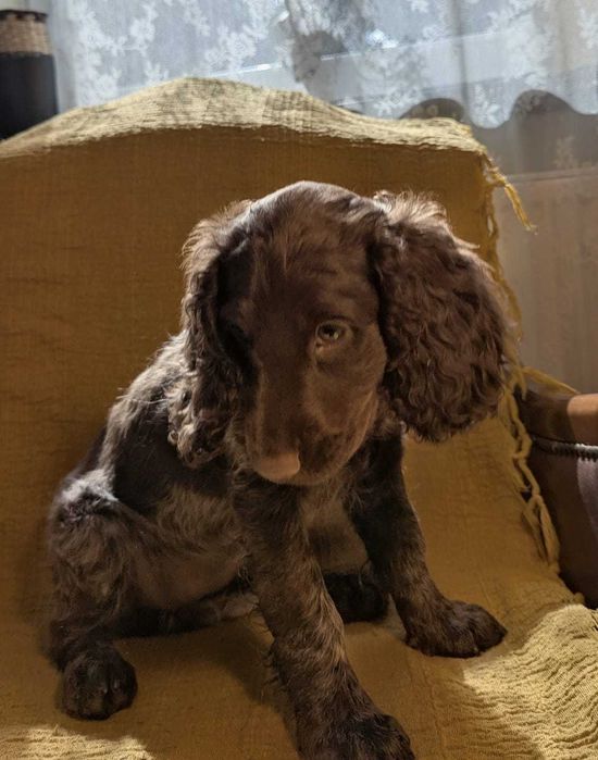 Szczeniak Polski Spaniel Myśliwski
