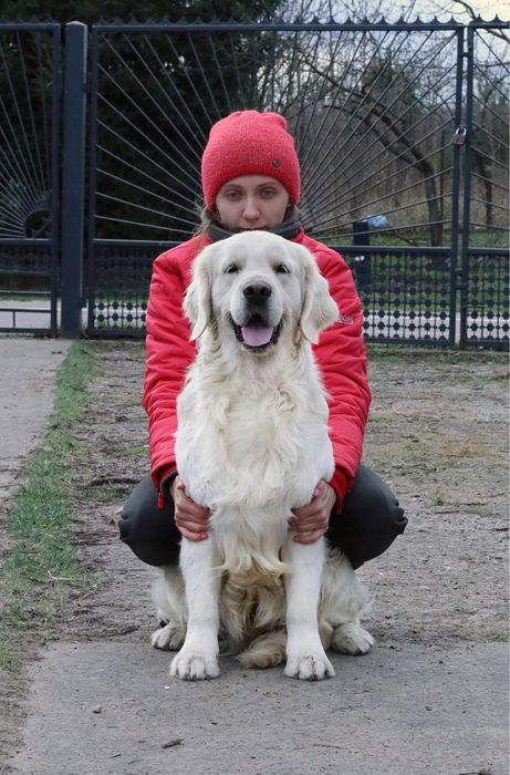 Шикарный кобель золотистого ретривера