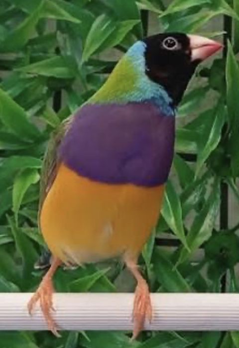 Lote de Diamante de gould