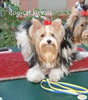 Роскошная стандартная Бивер йорки девочка VIP- класса. Есть мини. Киев