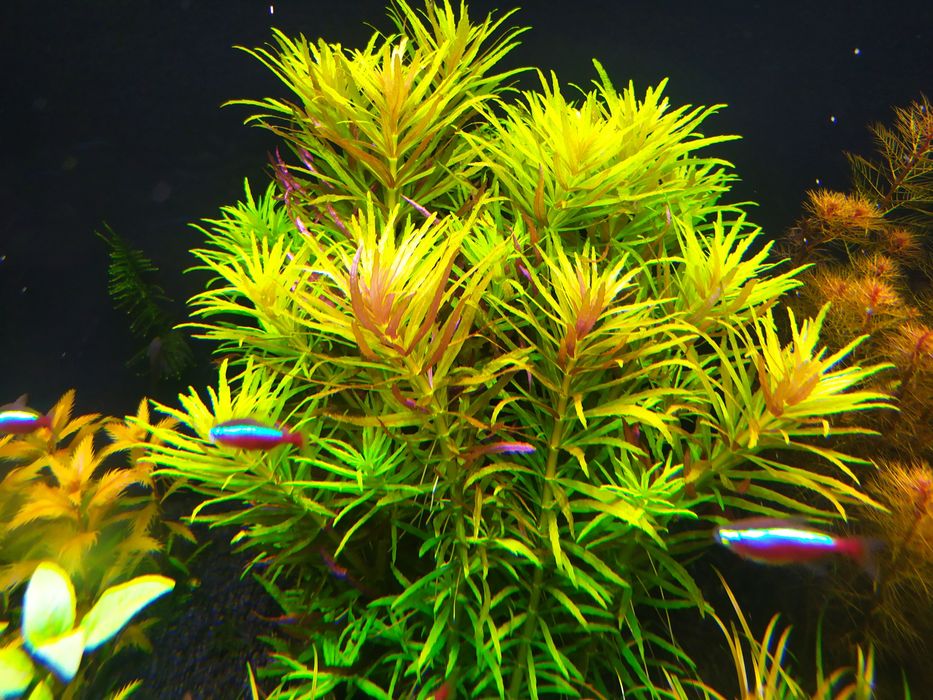 Limnophila Aromatica na 3 plan. Hodowla podwodna.