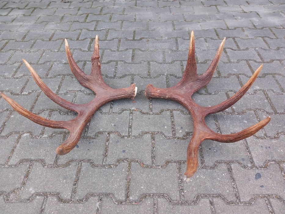 Łoś, Poroże, Rogi