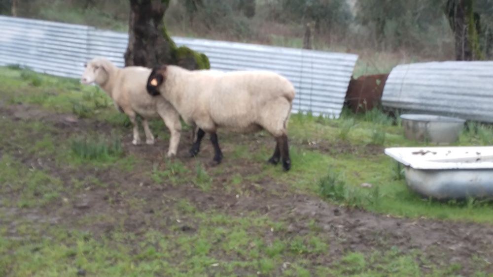 Vendo carneiro suffolk