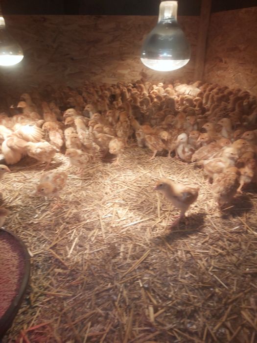 sprzedam kurki ROSA1