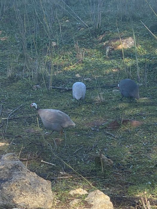 Fracas/Galinhas de angola