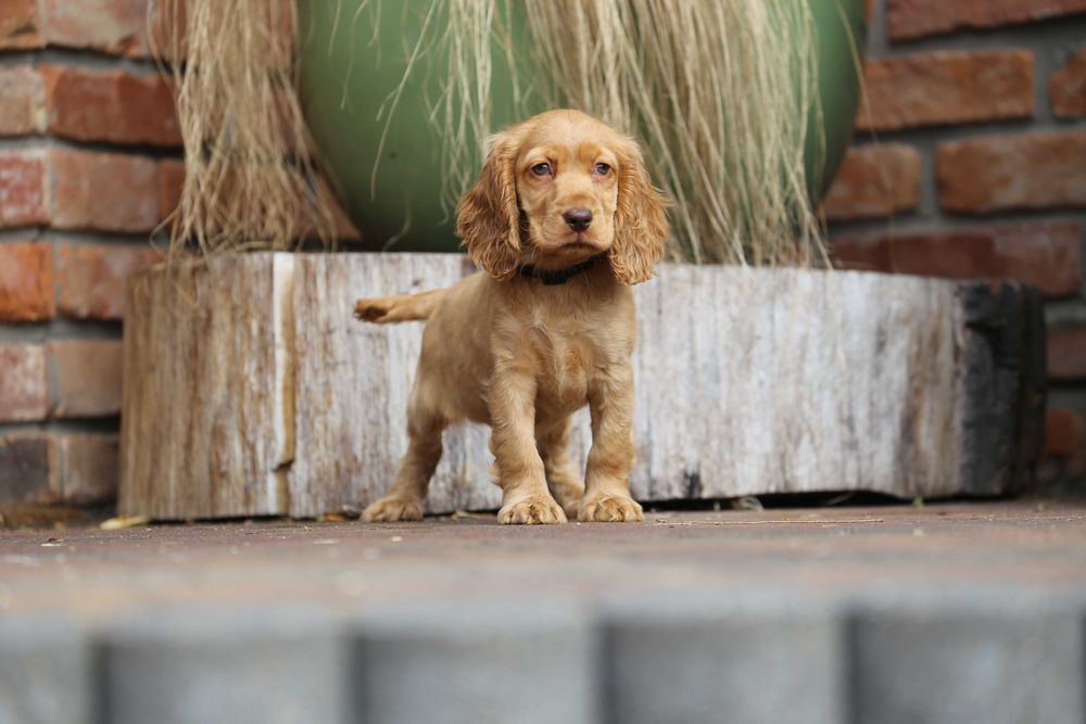 Cocker Spaniel szczeniak
