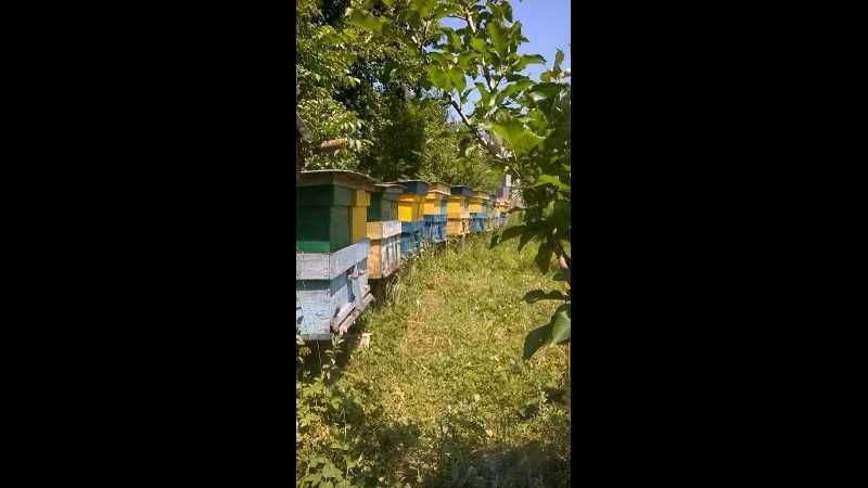 Продаєтся пасіка