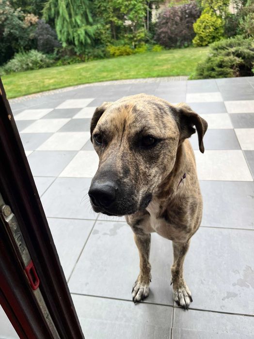Opieka nad psem, petsitter, warunki domowe