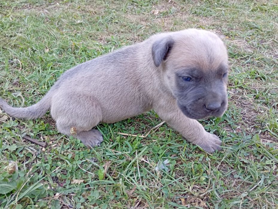 Cane Corso -jasno błękitny chłopak