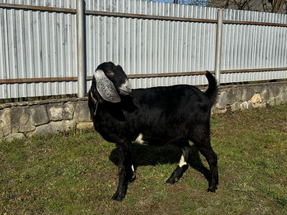 Англонубійські кози 100% чиста лінія