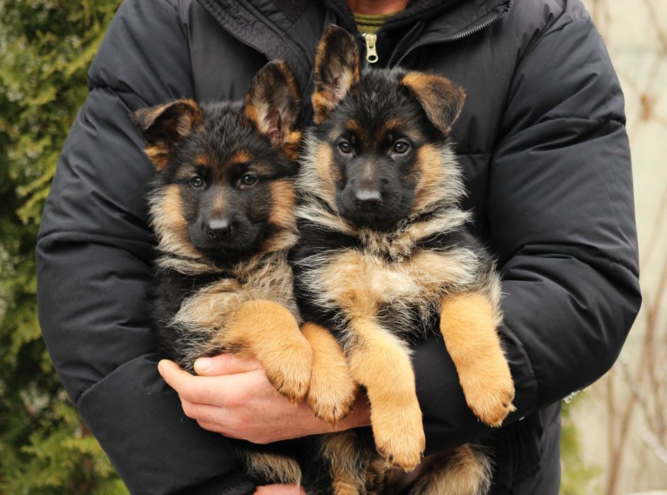 Гарні Дівчата Німецької  Вівчарки