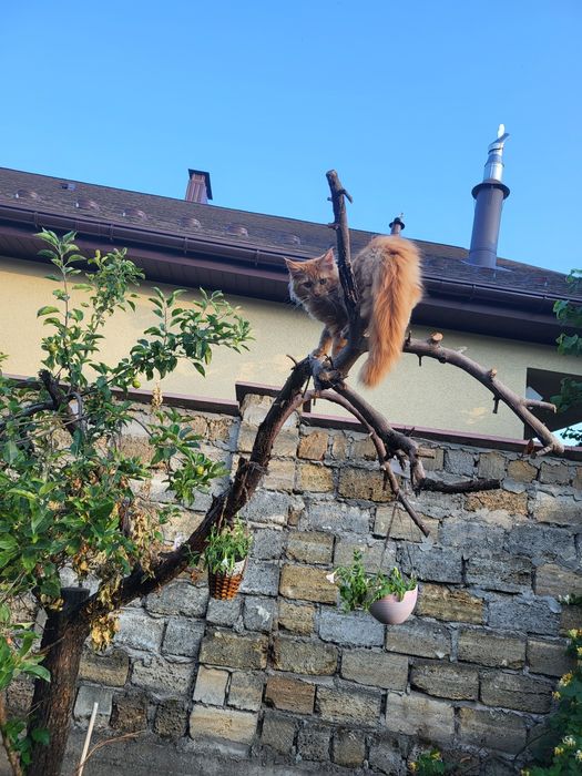 Прекрасные котята Мейн-кун с питомника