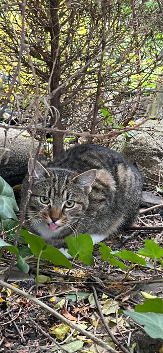 4 kotki pilnie szukają kochającego domu