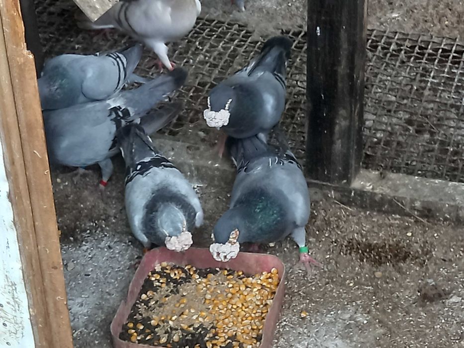 gołebie staropolskie