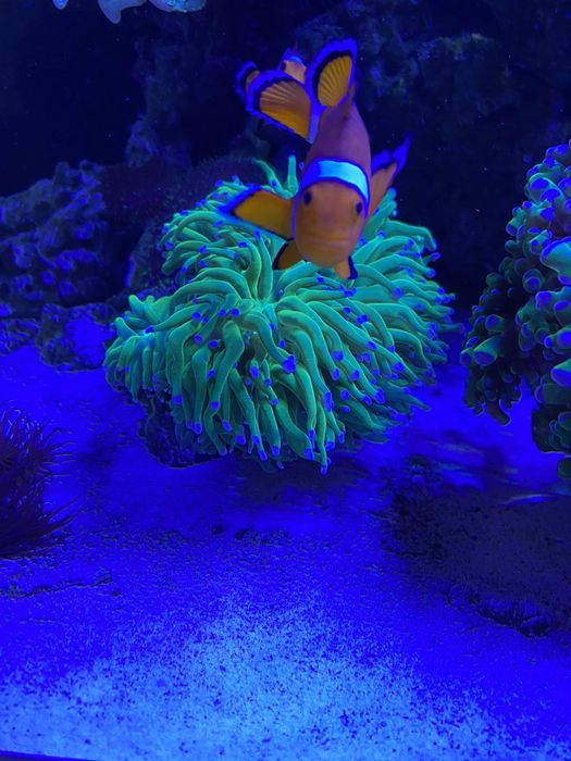 Морской аквариум