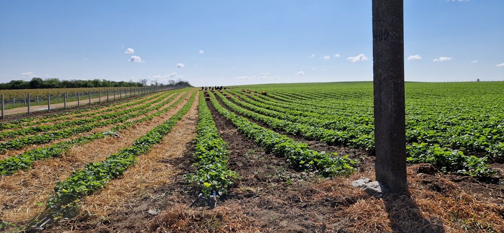 Продам саджанці полуниці(клубними, суниці)