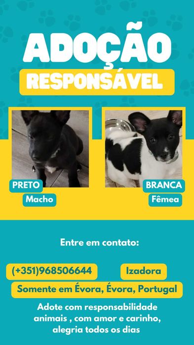 Animais para Adopção