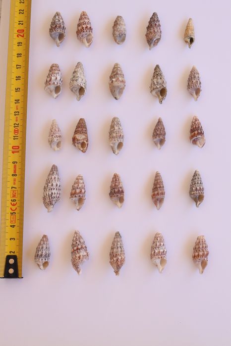 Conjunto 30 buzios Algarve