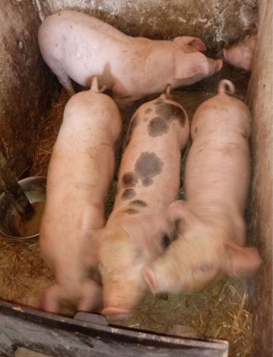 Prosięta warchlaki mięsne waga ok 35 kg od rolnika
