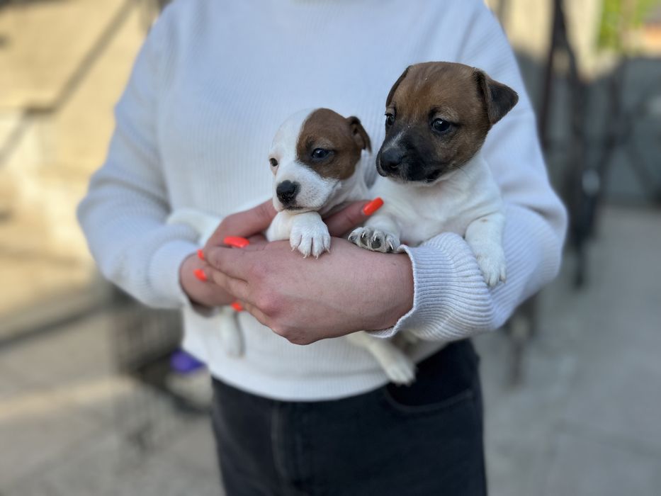 Друзі Джек Рассел терьери