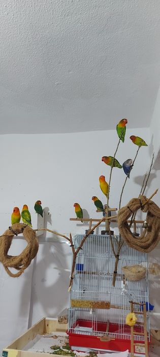 Agapórnis Fischers Opalinno.