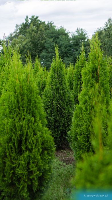 Thuja Szmaragd 220-240 cm