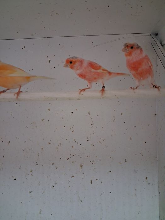 Canários. Macho e femeas