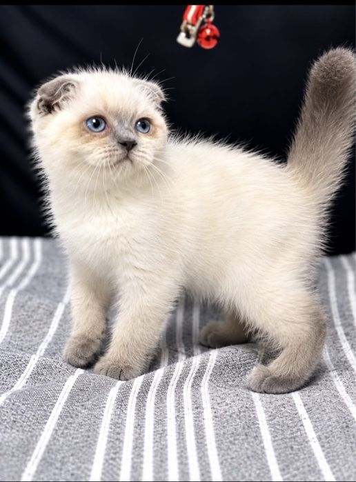 Gatinho scottich meigo puro e meigo