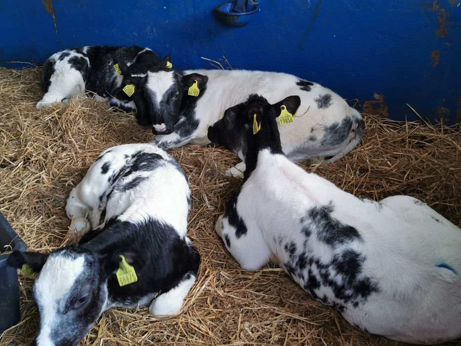 Byczki, Jalowki startery samodzielne