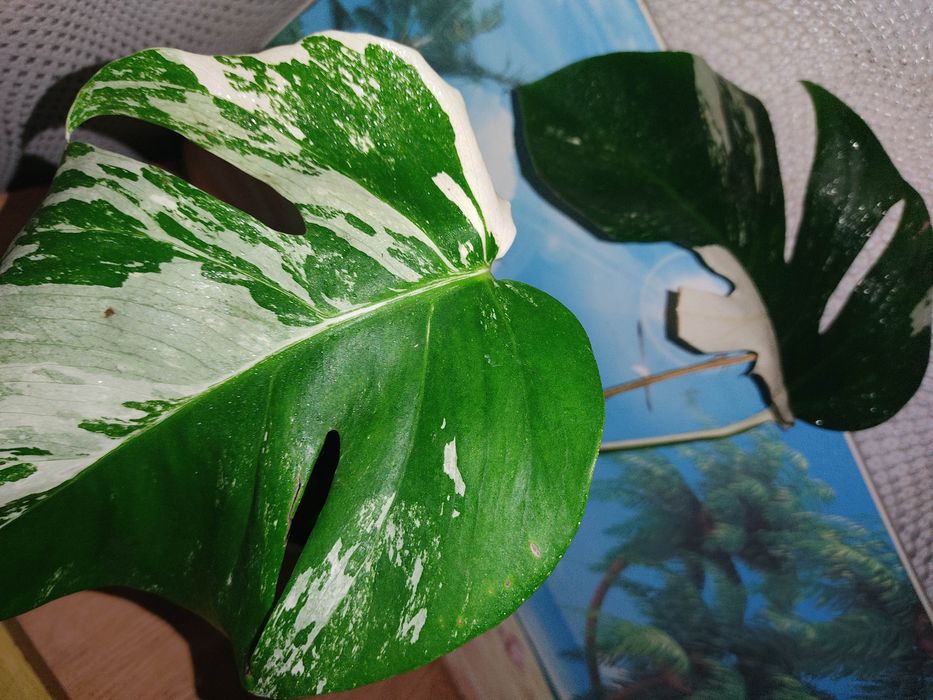 Калатея , монстера альба, строманта, аглонема