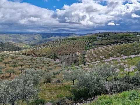 Quinta no Douro Superior, VALE D´ANELHA-Comércio de Azeite Virgem Extra Biológico e Amêndoa