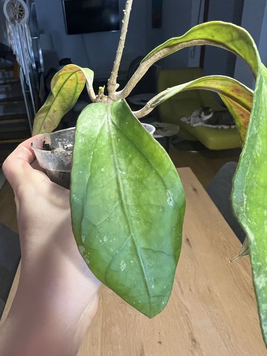 Hoja AFF. Phyllura ( AFF. Clemensiorum , SP. ABBAS ) Kolekcjonerska