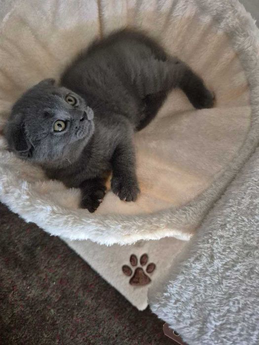 Gatinho Scotish Fold