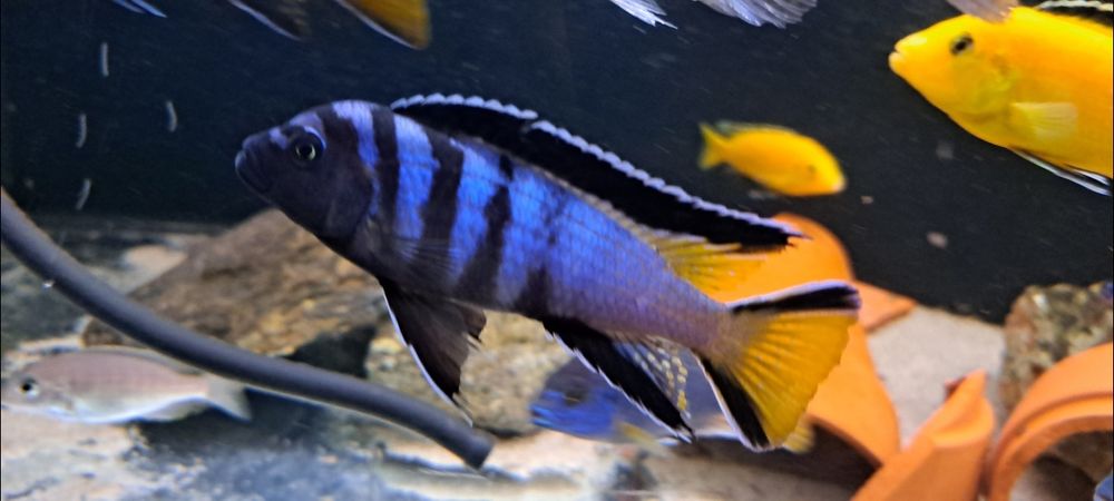 Pyszczak Pseudotropheus elongatus Mphanga