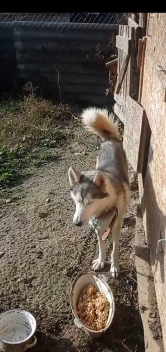 Хаски-Ральф разноглазый