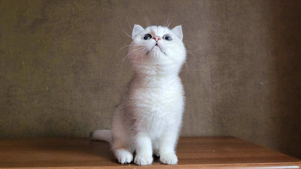 Срібляста шиншила,  Британська короткошерснан