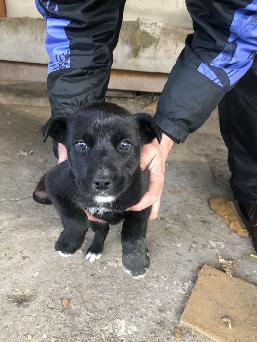 Цуценята,запоріжжя,безкоштовно,віддаємо в гарні ручки